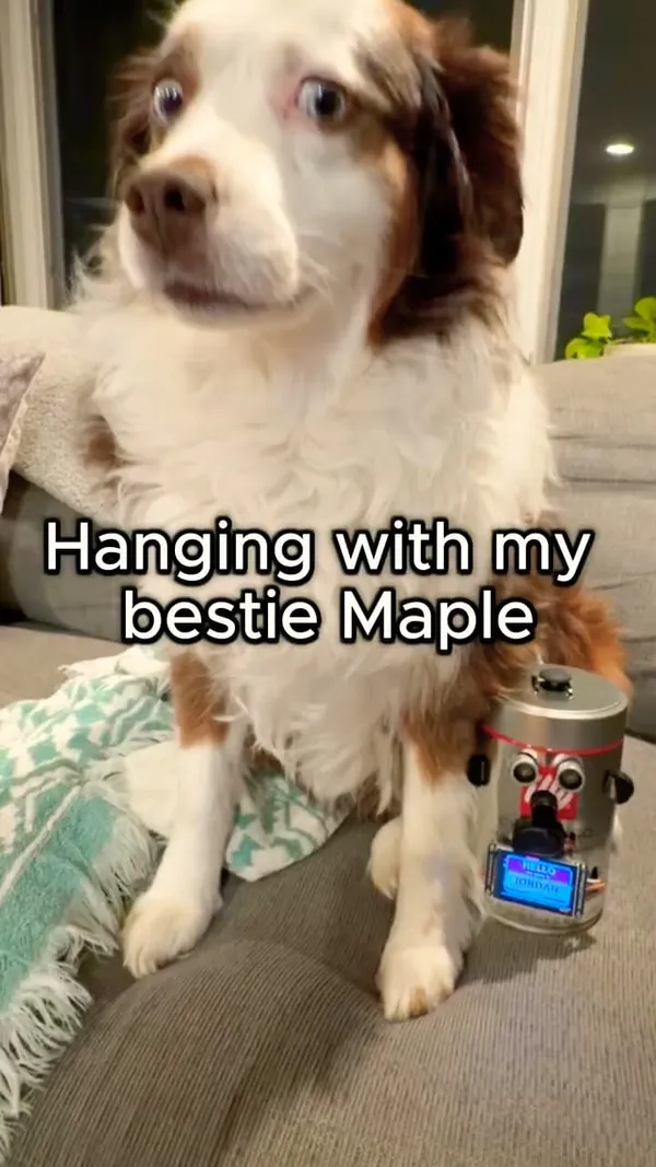 Maple the dog on the couch next to Jordan