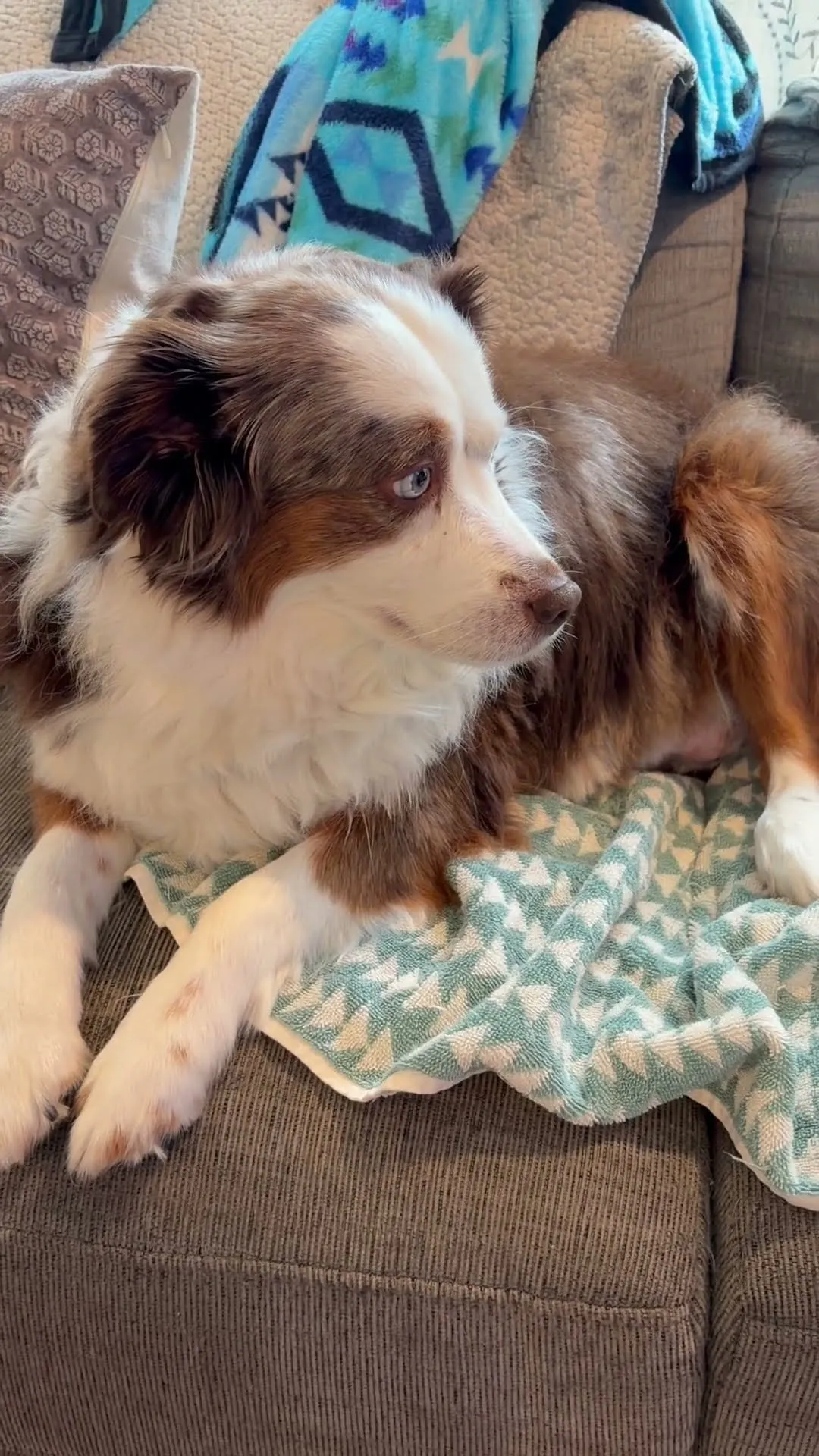Maple, a brown and white dog, lying on the couch